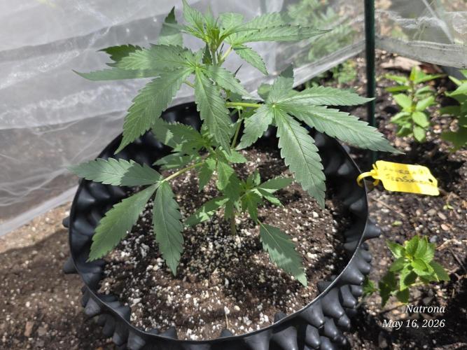 Amnesia auto Outside 2026 SeedSupreme. Week 2