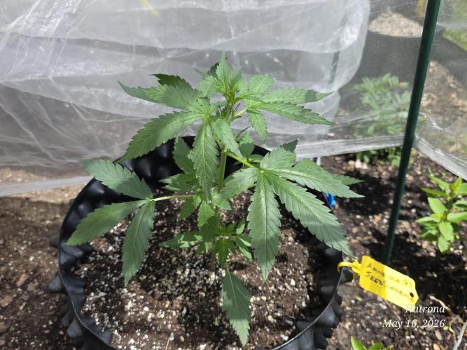 Amnesia auto Outside 2026 SeedSupreme. Week 2