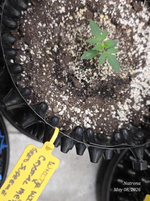 White Widow X Crystal Meth Outside 2026. Week 2