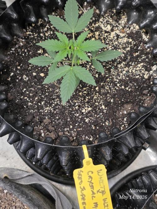 White Widow X Crystal Meth Outside 2026. Week 2