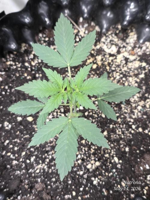 White Widow X Crystal Meth Outside 2026. Week 2