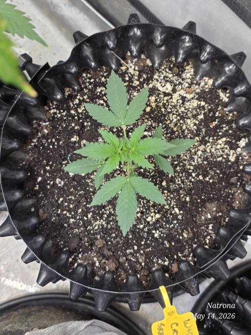 White Widow X Crystal Meth Outside 2026. Week 2