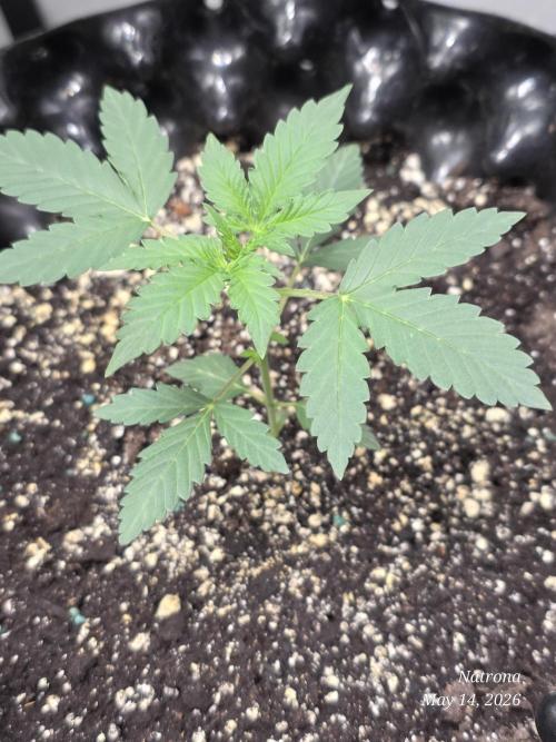 White Widow X Crystal Meth Outside 2026. Week 2