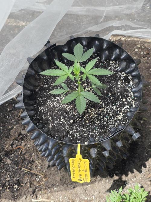 White Widow X Crystal Meth Outside 2026. Week 2