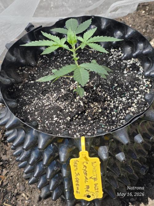 White Widow X Crystal Meth Outside 2026. Week 2