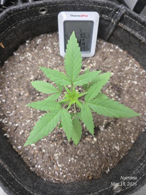 Whorled Phyllotaxy-Hawaiian Snow auto. Week 2