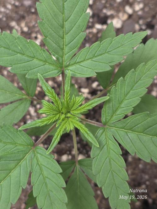 Whorled Phyllotaxy-Hawaiian Snow auto. Week 2