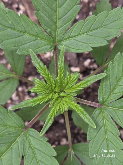 Whorled Phyllotaxy-Hawaiian Snow auto. Week 2