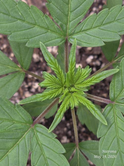 Whorled Phyllotaxy-Hawaiian Snow auto. Week 2