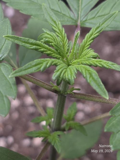 Whorled Phyllotaxy-Hawaiian Snow auto. Week 2