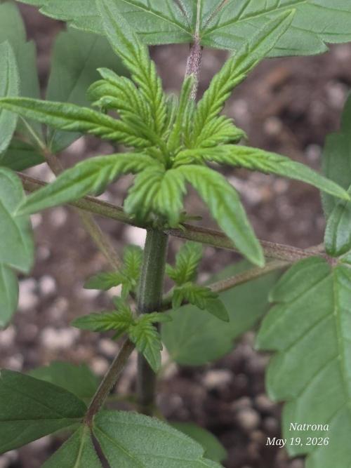 Whorled Phyllotaxy-Hawaiian Snow auto. Week 2