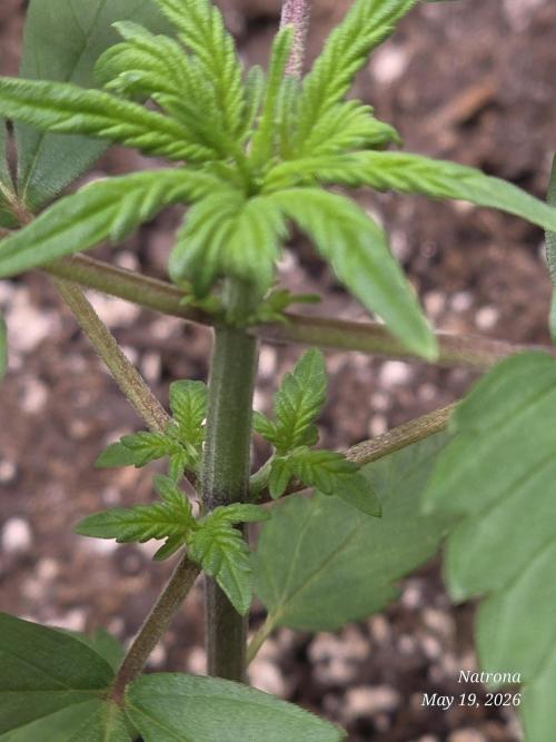 Whorled Phyllotaxy-Hawaiian Snow auto. Week 2