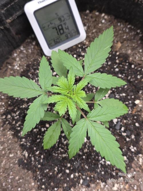 Whorled Phyllotaxy-Hawaiian Snow auto. Week 2