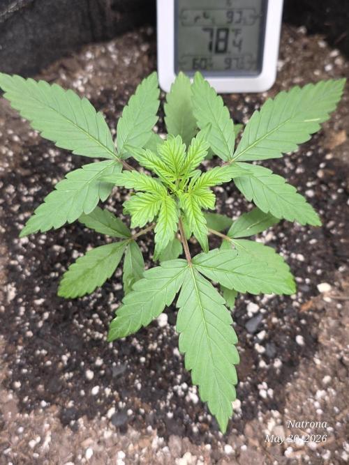 Whorled Phyllotaxy-Hawaiian Snow auto. Week 2