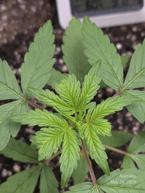 Whorled Phyllotaxy-Hawaiian Snow auto. Week 2