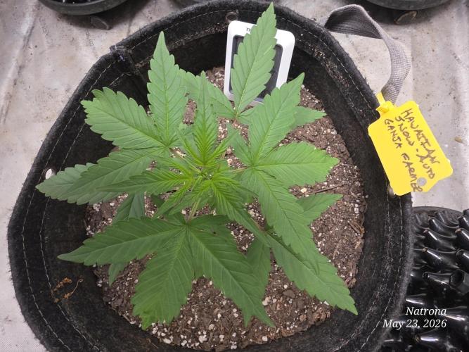 Whorled Phyllotaxy-Hawaiian Snow auto. Week 2