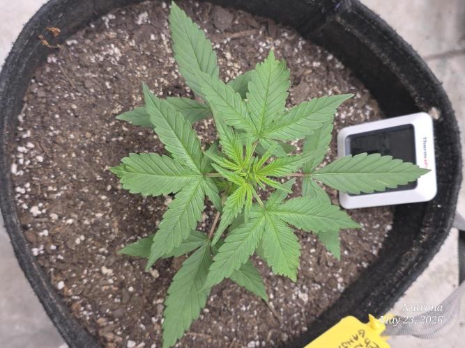 Whorled Phyllotaxy-Hawaiian Snow auto. Week 2