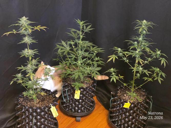 Black Cherry Punch auto -Pyramid Seeds. Week 6
