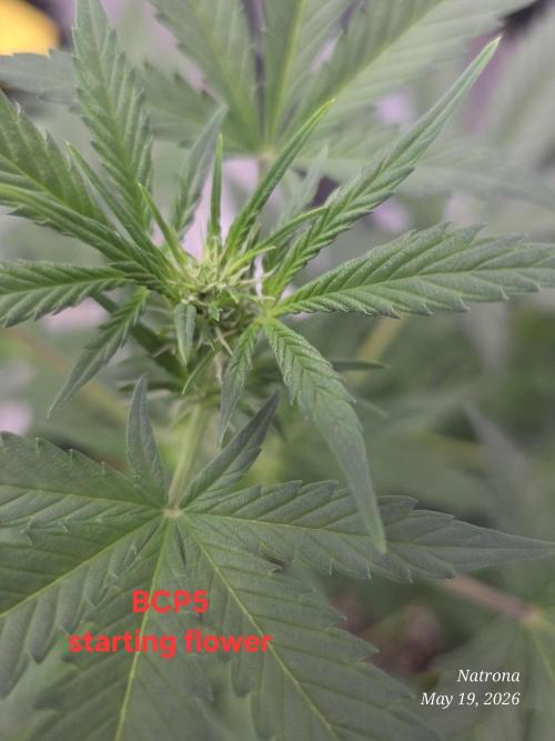 Black Cherry Punch auto -Pyramid Seeds. Week 6