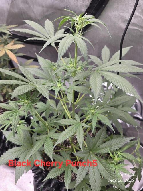 Black Cherry Punch auto -Pyramid Seeds. Week 6