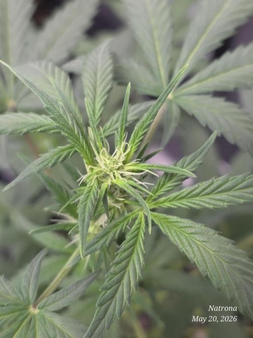 Black Cherry Punch auto -Pyramid Seeds. Week 6