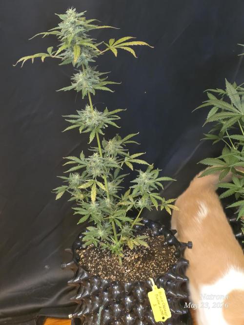 Black Cherry Punch auto -Pyramid Seeds. Week 6 - BCP1