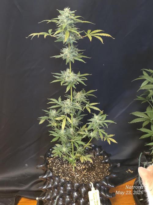 Black Cherry Punch auto -Pyramid Seeds. Week 6