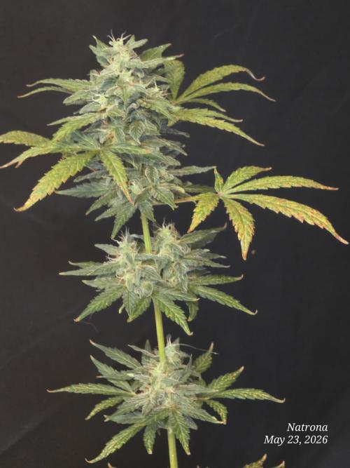 Black Cherry Punch auto -Pyramid Seeds. Week 6
