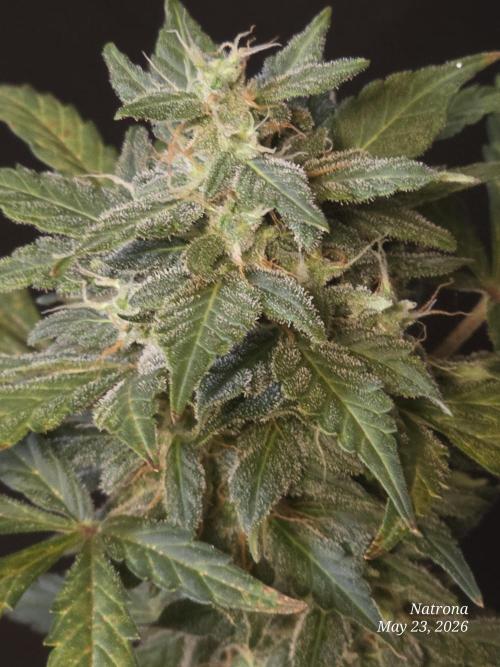 Black Cherry Punch auto -Pyramid Seeds. Week 6
