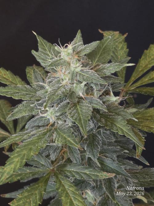 Black Cherry Punch auto -Pyramid Seeds. Week 6