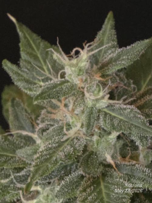 Black Cherry Punch auto -Pyramid Seeds. Week 6