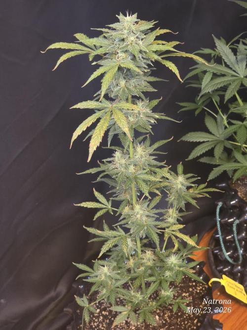 Black Cherry Punch auto -Pyramid Seeds. Week 6