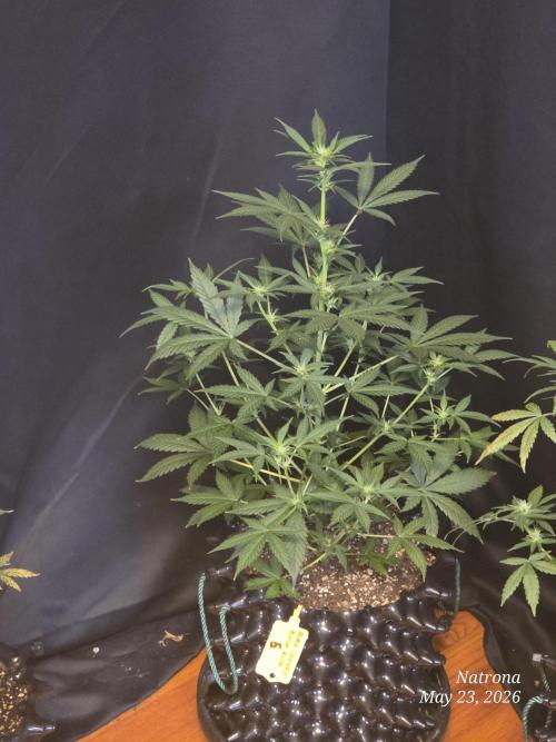 Black Cherry Punch auto -Pyramid Seeds. Week 6 - BCP5