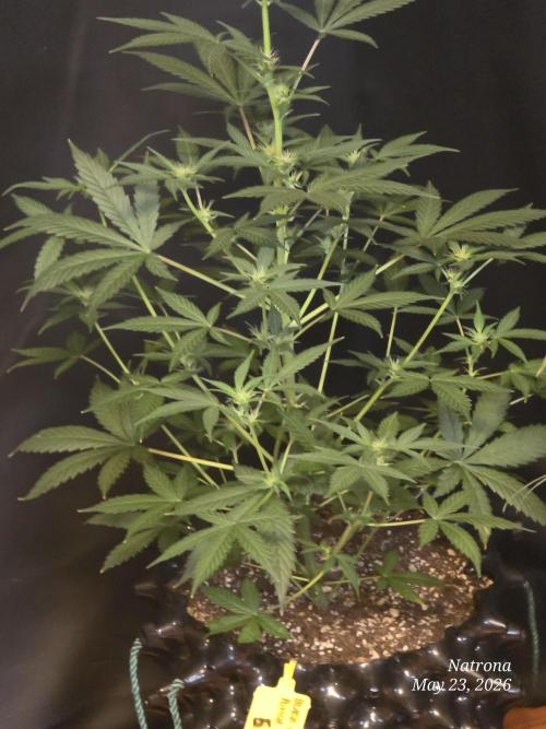 Black Cherry Punch auto -Pyramid Seeds. Week 6