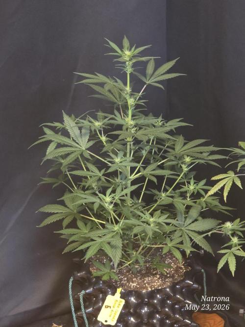 Black Cherry Punch auto -Pyramid Seeds. Week 6