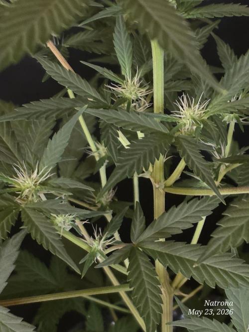 Black Cherry Punch auto -Pyramid Seeds. Week 6