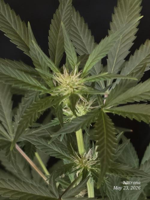 Black Cherry Punch auto -Pyramid Seeds. Week 6