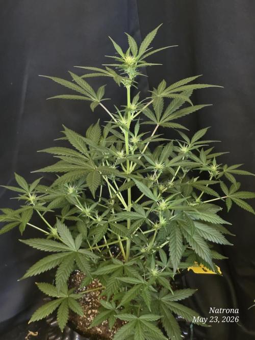 Black Cherry Punch auto -Pyramid Seeds. Week 6
