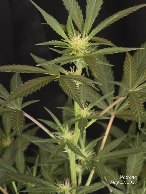 Black Cherry Punch auto -Pyramid Seeds. Week 6