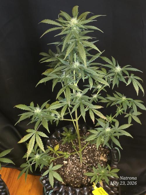 Black Cherry Punch auto -Pyramid Seeds. Week 6 - BCP6