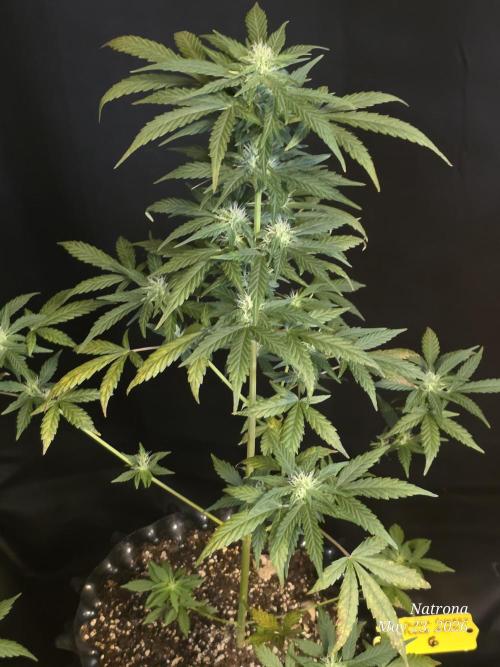 Black Cherry Punch auto -Pyramid Seeds. Week 6