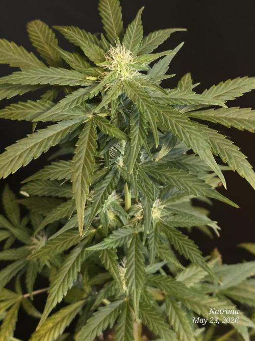 Black Cherry Punch auto -Pyramid Seeds. Week 6