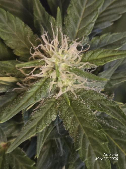 Black Cherry Punch auto -Pyramid Seeds. Week 6