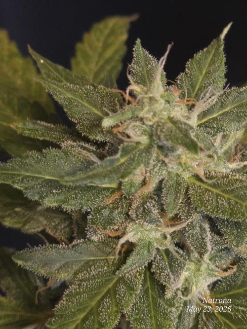 Black Cherry Punch auto -Pyramid Seeds. Week 6