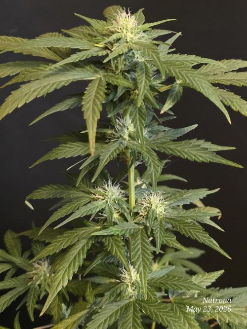 Black Cherry Punch auto -Pyramid Seeds. Week 6