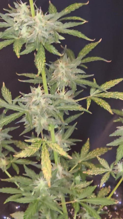 Black Cherry Punch auto -Pyramid Seeds