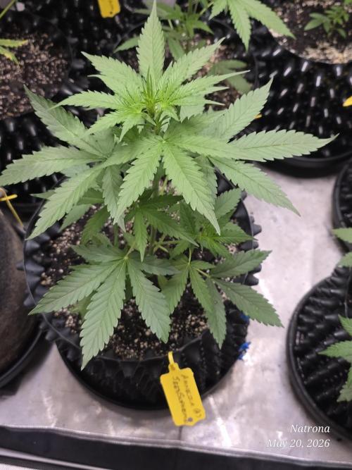 Amnesia auto Outside 2026 SeedSupreme. Week 3