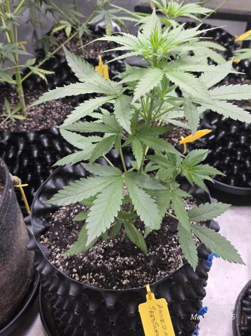 Amnesia auto Outside 2026 SeedSupreme. Week 3