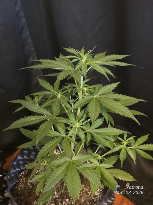 Amnesia auto Outside 2026 SeedSupreme. Week 3
