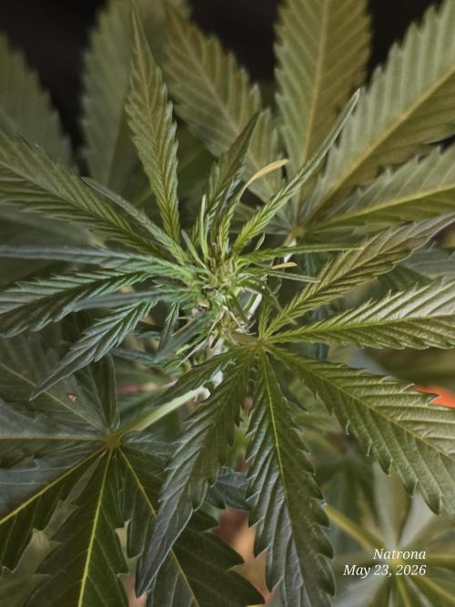 Amnesia auto Outside 2026 SeedSupreme. Week 3